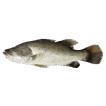 BARRAMUNDI