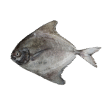 Black Pomfretolu