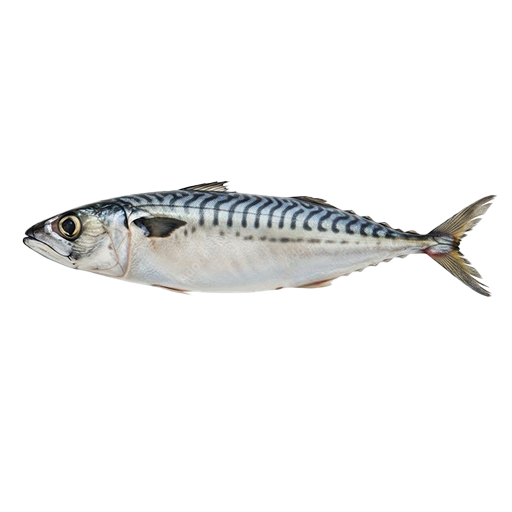 British Mackerel