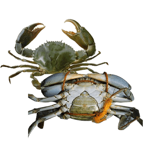 Female Crab (1)