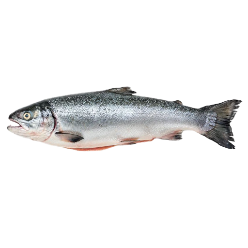 Indian Salmon