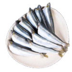 Indian Sardines