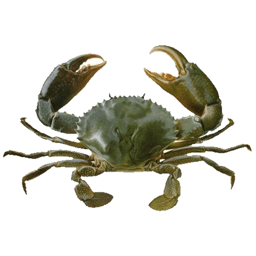 Mad Crab (1)
