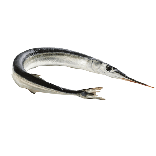 Needle Fish (1)
