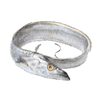 Ribbon Fish