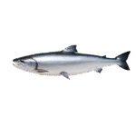 Salmon