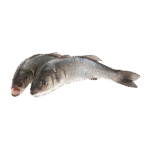 Sea Bream