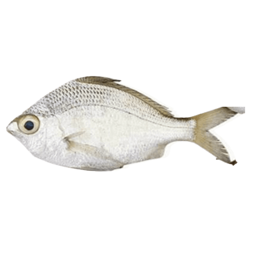 Silver Biddy (Pranjil) (1)