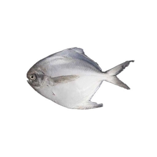 Silver Pomfret Large
