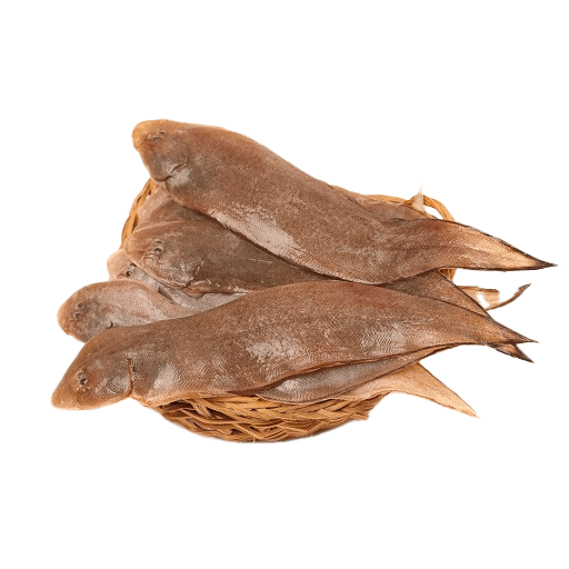 Sole (Flatfish) (1)