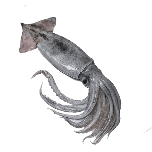 Squid Large (1)