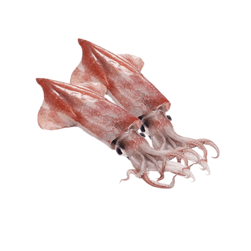 Squid Small (1)