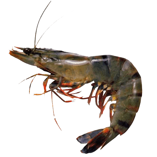 Tiger Prawn (1)