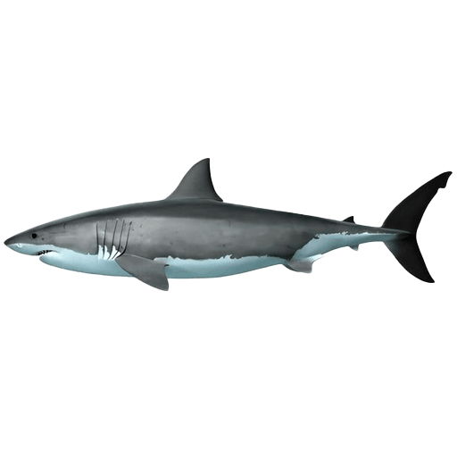 Tope Shark (1)