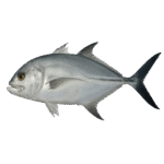 Trawali FISH