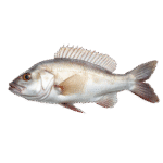 White Fish