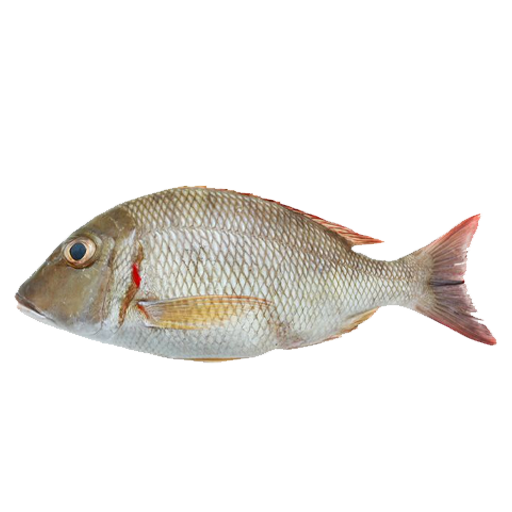 White Snapar