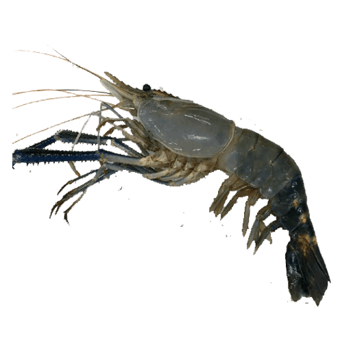 Wild Prawns (1)