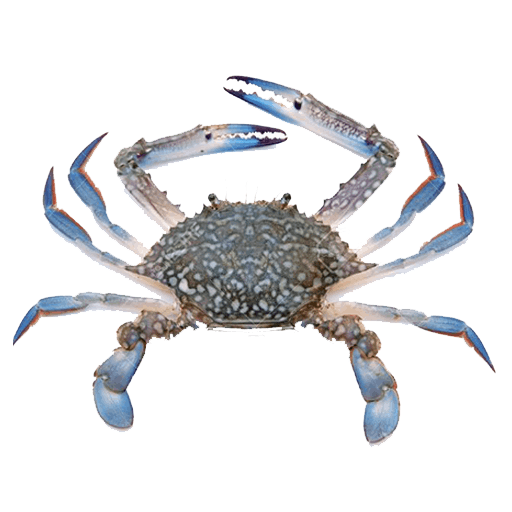 blue crab (1)