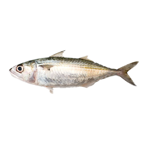 indian mackerel