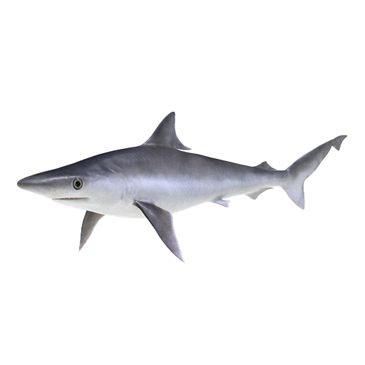 milk shark