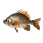 rohu fish