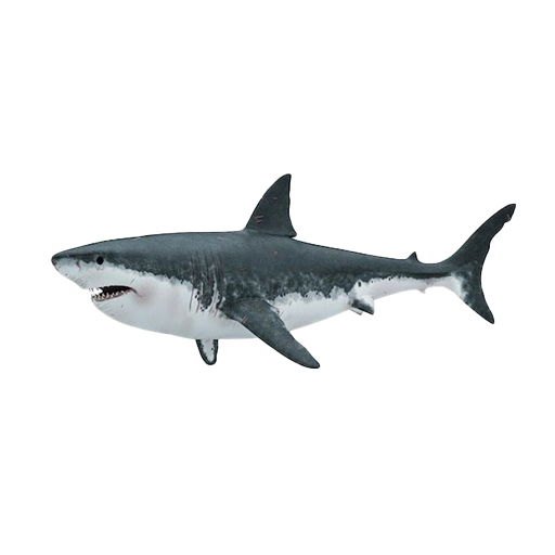 shark