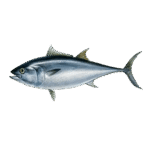 tuna (1)